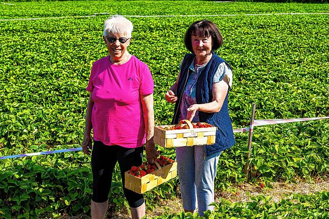 Bild 13: Sommerzeit ist Erdbeerzeit