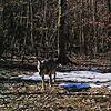 Ende Februar 2019 tappte ein Wolf im Kanton Aargau in eine Fotofalle. Auch in Grafenhausen ist ein Wolf in eine Fotofalle getappt.
