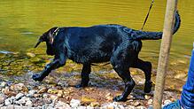 Die Haltung von Hunden wird in Immenstaad teurer. Bild: Corinna Raupach