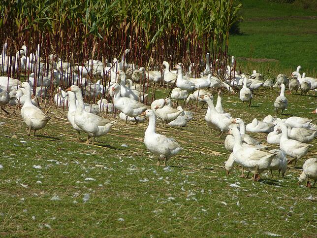 Die Gänse fühlen sich wohl im Freiland. Gegessen werden sie trotzdem.