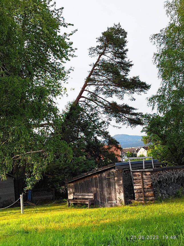 Ein Baum gerät in dramatische Schieflage.