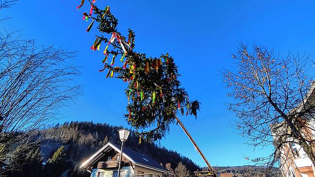 Fast geschafft: nur noch wenige Meter, dann steht der Todtmooser Narrenbaum in der Senkrechten.