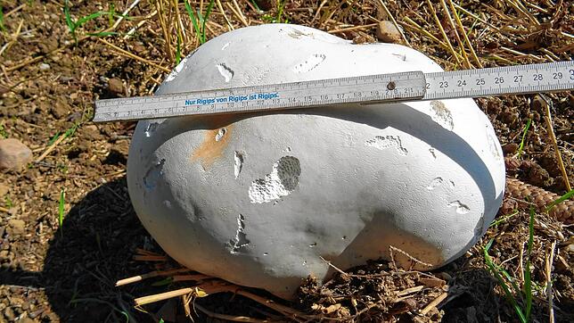 Ein über fußballgroßer Riesenbovist entdeckte SÜDKURIER-Mitarbeiterin Sandra Häusler in Wald.