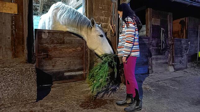 Pferde lieben Nadelbaumzweige: Die zehnjährige Hanin 10 bietet auf dem Reit- und Ponyhof Grunholz dem Hengst Leon eine Leckerei an.