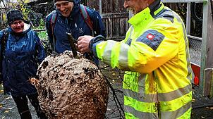 So groß war das Nest der asiatischen Hornisse, das dieser Tage in Grenzach-Wyhlen entfernt wurde. Bild: Heinz Vollmar