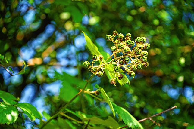 In Hecken und Gebüschen unserer Region findet man viele Leckereien, wie wilde Brombeeren.