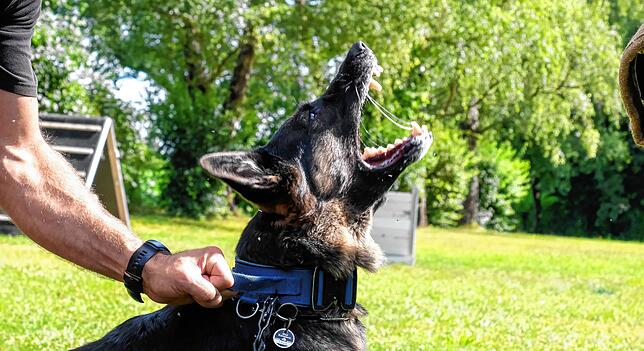 Für Schutzhunde gilt: Wer den Schwanz einzieht, ist ungeeignet.