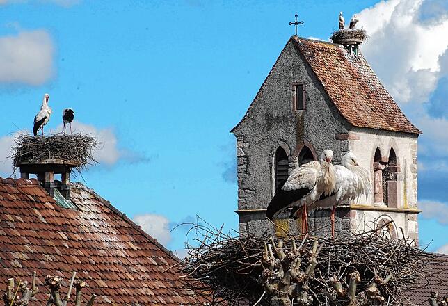 Ein besonderer Schnappschuss gelang Urs Wullschleger im Frühling: Das Bild zeigt Störche auf den Horsten auf der Pappel beim Schulhaus, ...