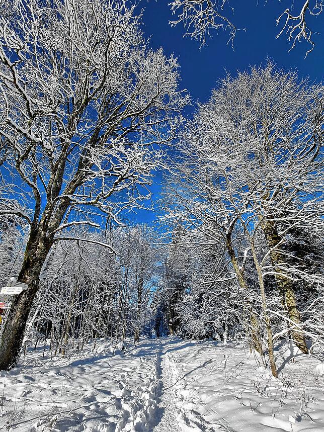 Winterwunderland bei Höchenschwand