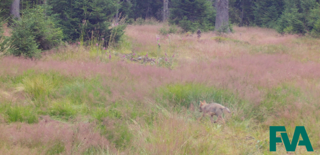 Der junge Wolf auf einer Wiese in einem Waldgebiet.