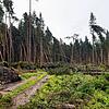 Nach dem Sturm Ende vergangener Woche rät das Forstamt weiterhin dringlich von Spaziergängen im Wald ab. Es herrscht Lebensgefahr.