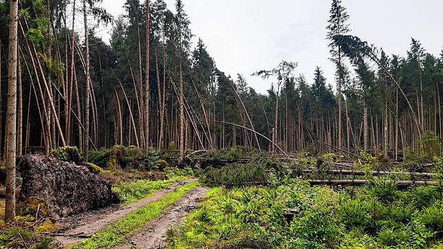 Nach dem Sturm Ende vergangener Woche rät das Forstamt weiterhin dringlich von Spaziergängen im Wald ab. Es herrscht Lebensgefahr.