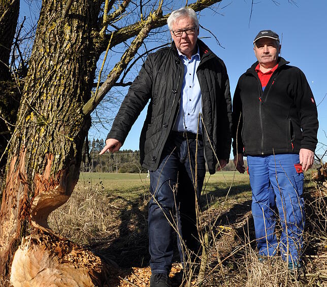 Sauldorfs Bürgermeister Wolfgang Sigrist (links) und Bauhofleiter Eduard Schober kennen die Stellen, an denen der Biber besonders aktiv ...