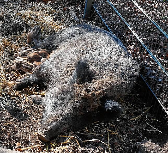 Bild 7: Tiere im Wildgehege und ihr Nachwuchs genießen die Sonne