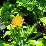 Aus Ringelblumen stellen die Bewohner des Emil-Sräga-Hauses Salbe her. Alte Rezepte sind ein Schlüssel zu den Erinnerungen von Menschen ...