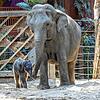 Der Babyelefant Zali ist der neue Besuchermagnet im Zoo Zürich. Seine Mama Farha habe sich sofort nach der Geburt gut um ihren Nachwuchs ...