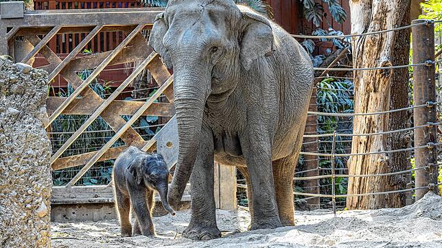 Der Babyelefant Zali ist der neue Besuchermagnet im Zoo Zürich. Seine Mama Farha habe sich sofort nach der Geburt gut um ihren Nachwuchs ...