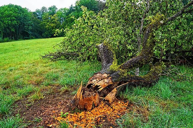 Beim Fällen des Apfelbaums Nummer vier hatte der Biber wohl ein leichtes Spiel. Der alte Baum war inzwischen altersschwach.