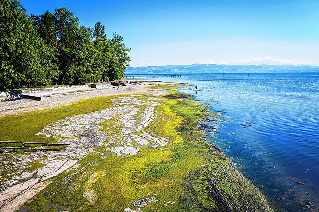 Am DLRG-Strand bei Langenargen türmen sich die Algen. Wegen Hitze und Niedrigwasser haben sich im vergangenem Sommer vielerorts im ...