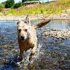 Am neuen Hundeplatz in Donaueschingen lässt Sandra Rünzler, Trainerin bei den Hundefreunden Donaueschingen, ihre Hundedame beim ...