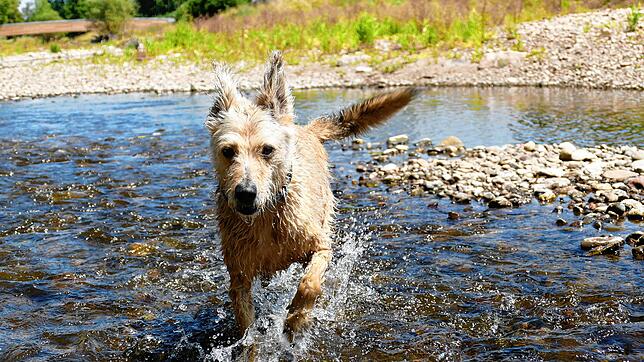 Am neuen Hundeplatz in Donaueschingen lässt Sandra Rünzler, Trainerin bei den Hundefreunden Donaueschingen, ihre Hundedame beim ...