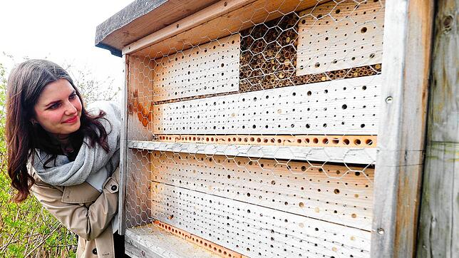 Stephanie Megerle vom Winzerverein beobachtet Wildbienen an einem Insektenhotel in den Rebanlagen.