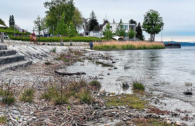 Der Bodensee-Strandrasen braucht zum Gedeihen eine ganz spezielle Topografie im Flachwasserbereich, die im Uferpark der ...