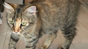 Die Katze Lola sucht ein neues Zuhause. Das zwei Jahre alte Tier wird als sehr verschmust und anhänglich beschrieben. Sie ist geimpft, ...