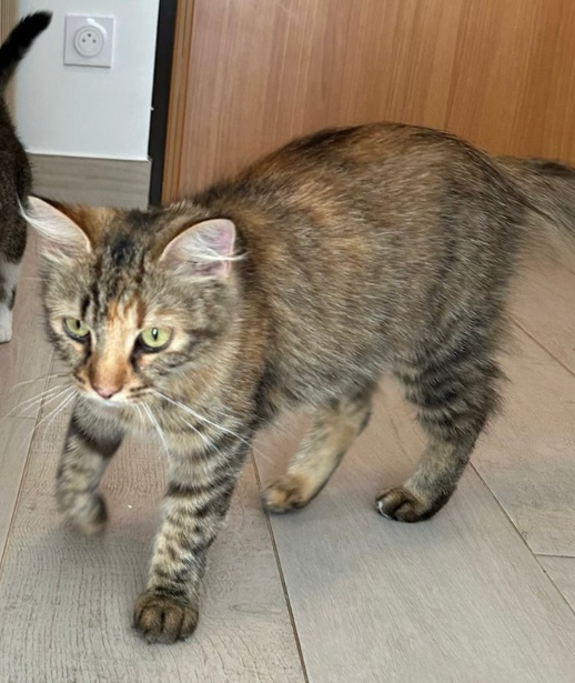 Die Katze Lola sucht ein neues Zuhause. Das zwei Jahre alte Tier wird als sehr verschmust und anhänglich beschrieben. Sie ist geimpft, ...