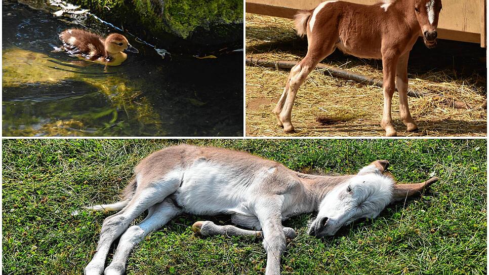 Bild : So niedlich! Auf der Lochmühle gibt es derzeit viel tierischen Nachwuchs