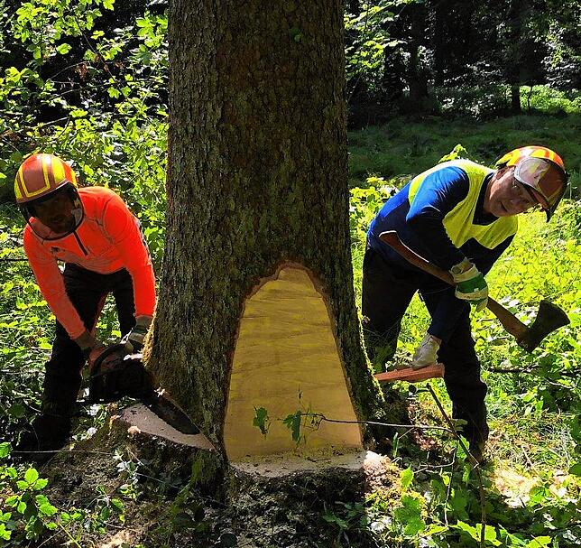 Die Forstwirte Werner Thum (rechts) und Jens Brauer beim Fällen einer Fichte. Diese im Pfullendorfer Wald dominante Baumart litt unter ...