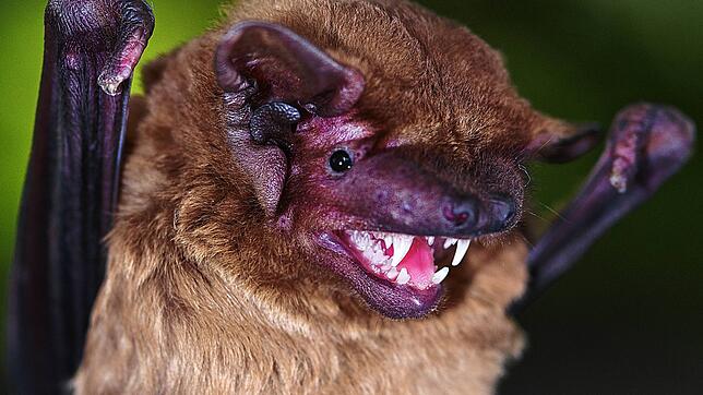 Wissenschaftler haben die Herzfrequenz der Fledermausart Großer Abendsegler am Bodensee erforscht.