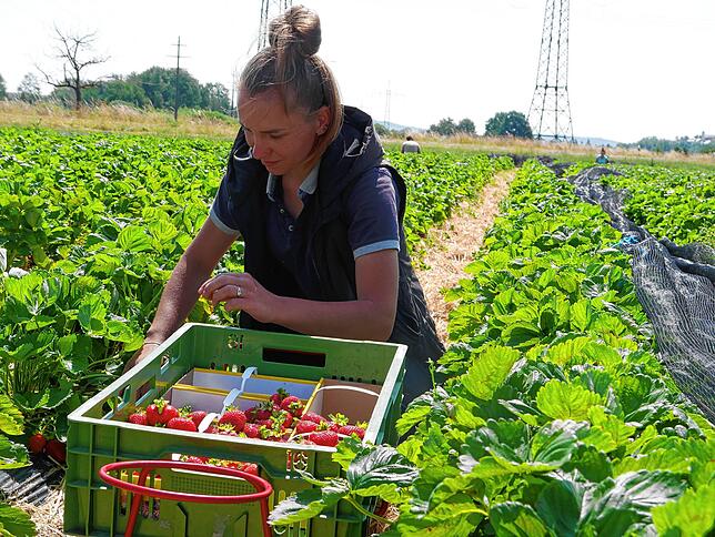 Erntehelferin Snizhana aus der Ukraine hat schon viele Erdbeeren in ihrem Erntekörbchen.