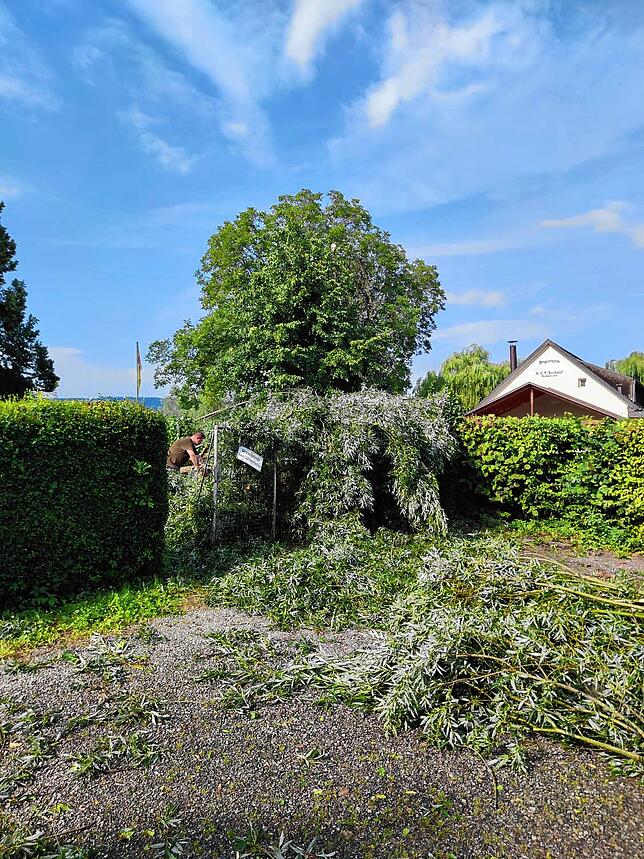 Bild 10: Umgestürzte Bäume sorgen für viel Arbeit für alle: Die Bilder nach dem Unwetter aus Radolfzell