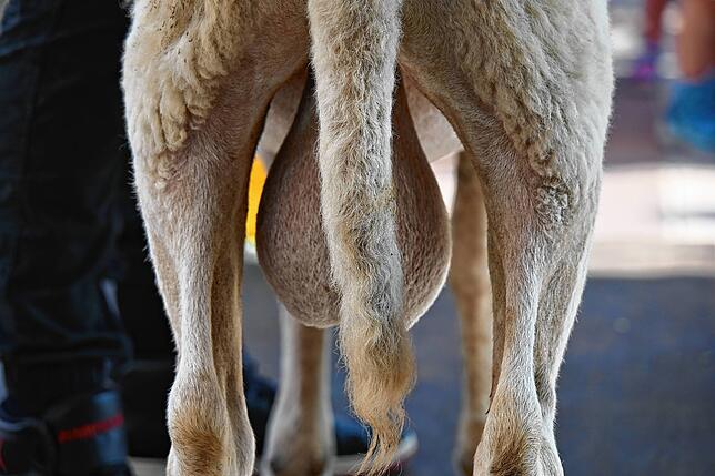 Bild 22: Die schönsten Bilder der Bocktaufe der 556. Waldshuter Chilbi – Teil 1