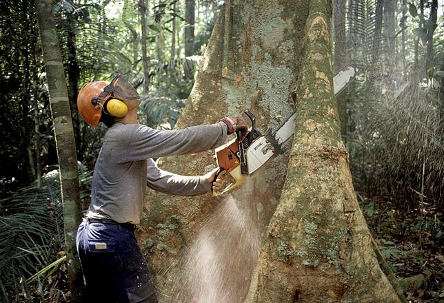 Herausforderung für den Globus: Ein Holzfäller fällt mit einer Kettensäge im Regenwald des Amazonas einen Baum.