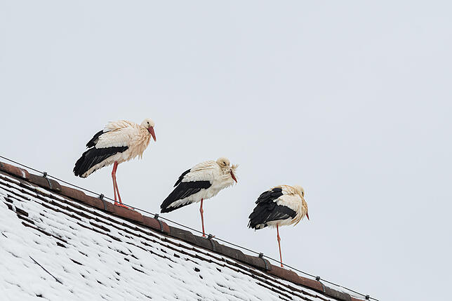 Bild 4: Tierische Frühlingsboten: Die ersten Störche kommen nach Basel zurück