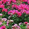 Wollte der Angeklagte wirklich nur Rosen schneiden? (Symbolbild)