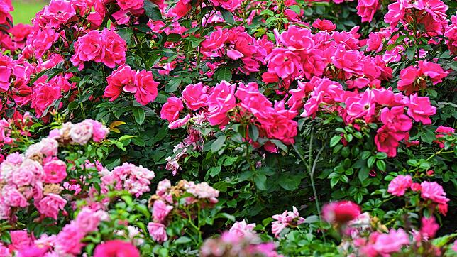 Wollte der Angeklagte wirklich nur Rosen schneiden? (Symbolbild)