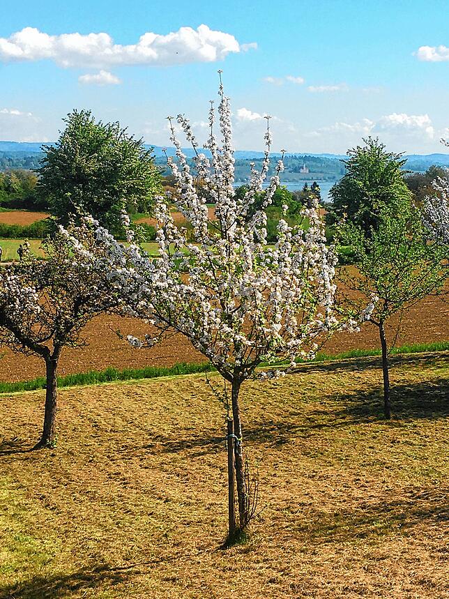 Aus der Ferne ist die Birnau zu erkennen, rechts oben vom blühenden Apfelbaum.
