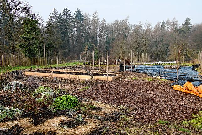 Im Blumengarten vor dem Schlosshof in Friedingen sieht es derzeit nach Winterruhe aus, doch die ersten Tulpen kommen schon heraus.
