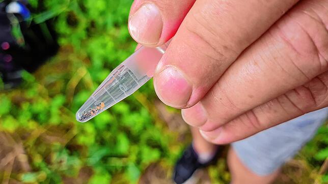 Kleine Schatzkammer: In Plastikröhrchen mit Wasser kann man die bis zu 3 Millimeter großen Goldflitter bestaunen und mit nach Hause nehmen.