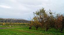 Die verwilderte Obstplantage (rechts) soll grodet werden. Vom Plangebiet aus ist das Schloss Heiligenberg in der Ferne sichtbar.