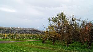 Die verwilderte Obstplantage (rechts) soll grodet werden. Vom Plangebiet aus ist das Schloss Heiligenberg in der Ferne sichtbar.