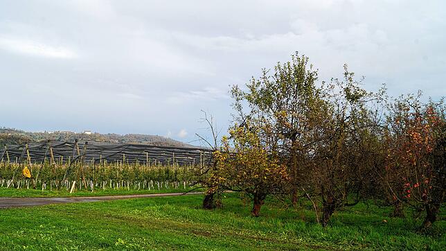 Die verwilderte Obstplantage (rechts) soll grodet werden. Vom Plangebiet aus ist das Schloss Heiligenberg in der Ferne sichtbar.