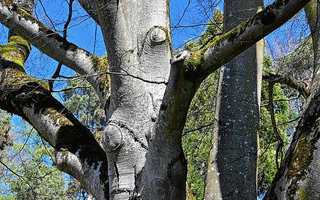Die beschnittene Buche: Wie vernarbte Stümpfe ragen Astüberbleibsel aus dem Stamm, wo sie abgetrennt wurden, um die Krone zu entlasten ...