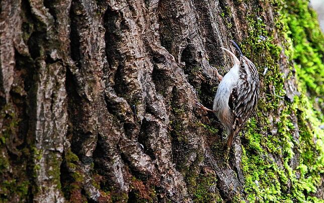 Der Baumläufer läuft senkrecht den Baum hoch und wieder herunter und sucht dabei mit seinem langen Schnabel Tiere in der Rinde des Baumes.