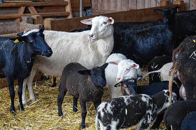 58 Mütter, 120 neue Lämmer, 25 Nachzuchtlämmer sowie eine kleine Bockherde gehören zum Hofprojekt „Schwarzes Schaf“.