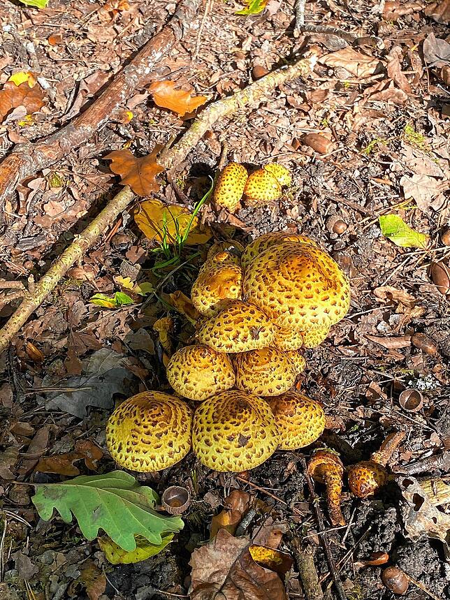 Pilze sind die Herbstboten schlechthin.