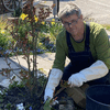 Gartenexperte Edgar Koller weiß, was gegen lästigen Giersch im Garten hilft.